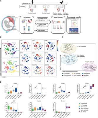 Visualizing Dynamic Changes at the Maternal-Fetal Interface Throughout Human Pregnancy by Mass Cytometry